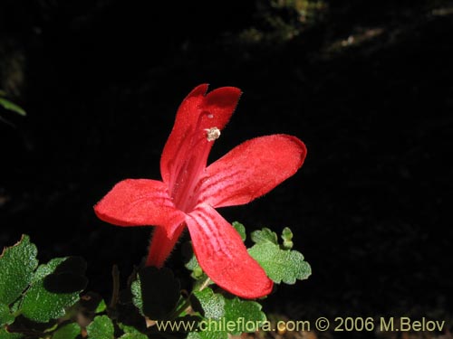 Фотография Asteranthera ovata (Estrellita). Щелкните, чтобы увеличить вырез.